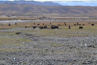 草原上的牲畜群