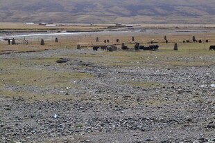 草原上的牲畜群