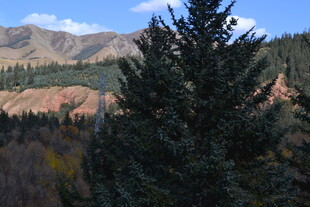 山间挺拔的翠绿松树