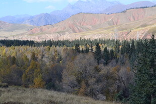 秋日山林与远处山峦景色