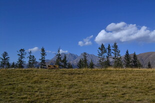草原上的树木与蓝天白云