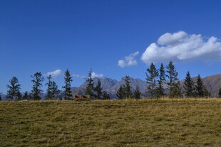 草原上的树木与蓝天白云