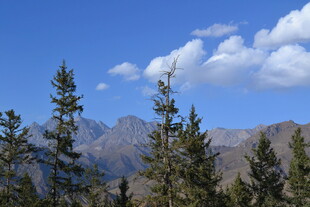 高山松林与蓝天白云美景
