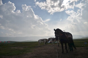 草原上的马匹与壮美天空