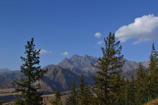 山间松林与远处巍峨山脉