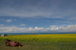 草原风光下的休憩马匹