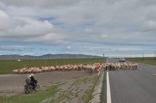 公路上的大规模羊群迁徙