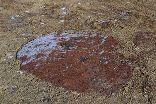 地面上的红褐色污渍