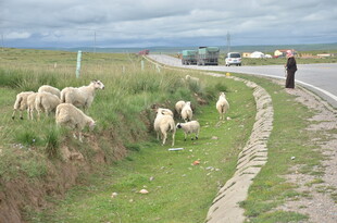 公路旁羊群与牧羊者景象