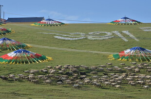 草原上的多彩帐篷与文字