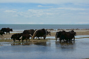 牛群在水边悠闲饮水