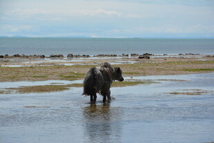 大象在浅滩漫步