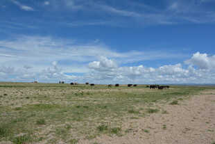 草原旷野 蓝天白云下的风光