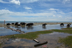 草原河畔牛群悠然饮水
