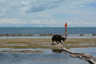海滩上的牛与广阔海景