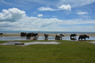 草原上的牛群与蓝天白云