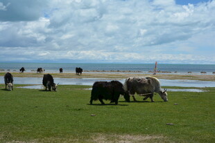 草原上的牛群与广阔风景
