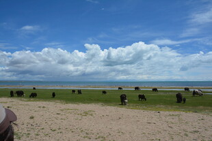 草原蓝天骏马的美丽风光