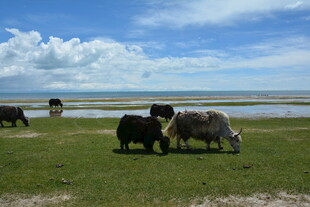 草原上的牛羊群