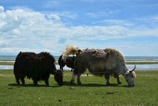 草原上的牦牛群