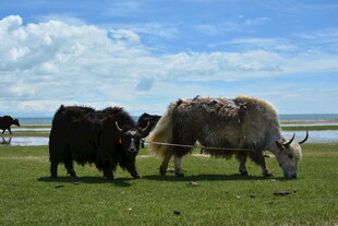草原上的牦牛在悠闲吃草