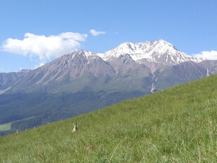 高山草甸间的壮丽雪山景