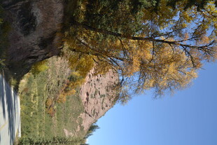 秋日路旁金黄树木与蓝天