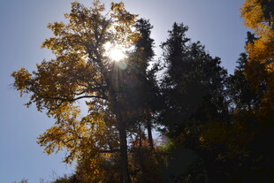 秋日阳光照耀茂密树林
