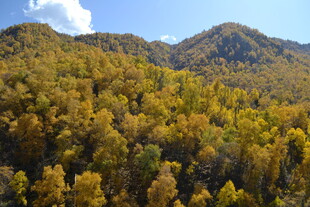 秋日山林美景赏