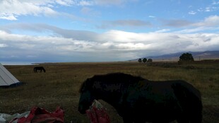 草原露营旁的黑马