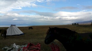 草原露营旁的骏马