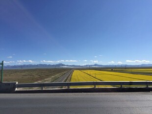 公路旁的灿烂黄色花田