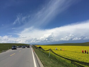 公路旁的金黄花海与蓝天