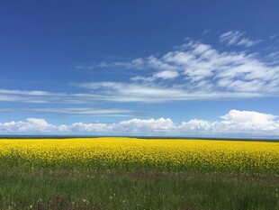 金黄花海与蓝天相映成趣