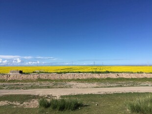 广袤田野上的灿烂油菜花田