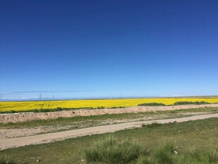 草原上的黄色花海