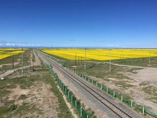 公路穿行金黄油菜花海