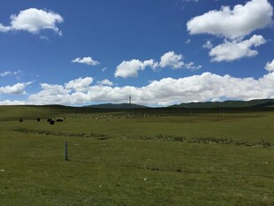 草原风光 蓝天白云下的牧场
