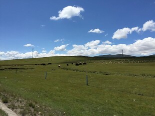 草原风光与远处风车
