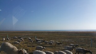 草原羊群风景图