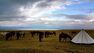 草原上的帐篷与马群