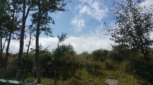 林间开阔地的自然景致