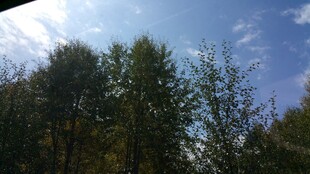 蓝天绿树自然风光图