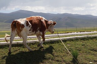 草原上拴着的花斑奶牛