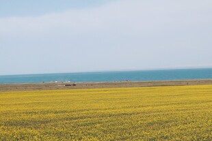 金黄田野与蔚蓝大海之景
