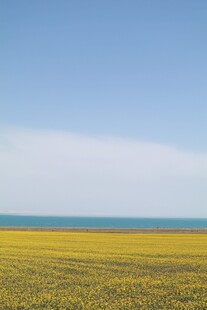 金黄花海与碧海蓝天美景
