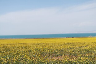 金黄花海伴碧海蓝天