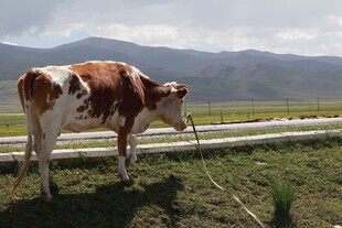 田野中的棕白花纹奶牛