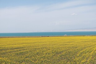 金黄油菜田与辽阔蓝天