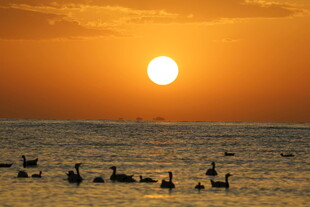 夕阳下海面的群鸟美景